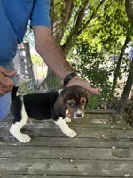Merle, a female Beagle for sale in Granger, WA – 1 of 5