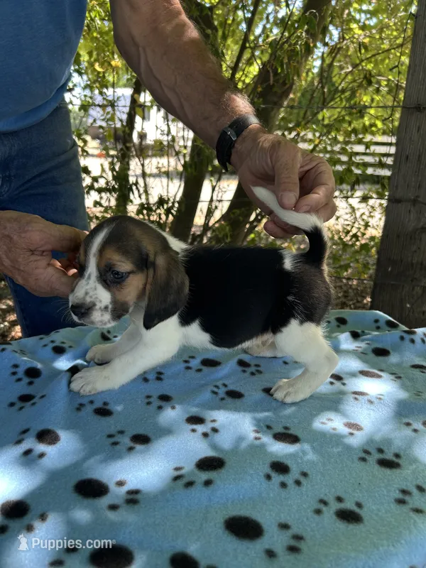 Dan – Beagle puppy for sale in Granger, WA