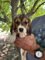 Rosie, a female Beagle for sale in Granger, WA – 4 of 6