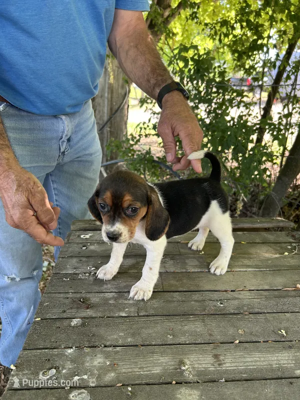 Darla – Beagle puppy for sale in Granger, WA