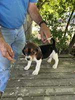 Darla, a female Beagle for sale in Granger, WA – 1 of 5