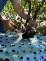 Copper, a male Beagle for sale in Granger, WA – 3 of 5