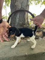 Jewels, a female Fox Terrier and Beagle for sale in Granger, WA – 4 of 5