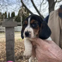 Darla, a female Beagle for sale in Granger, WA – Photo 3 of 4