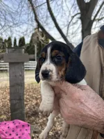 Darla, a female Beagle for sale in Granger, WA – Photo 3 of 4