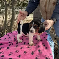 Darla, a female Beagle for sale in Granger, WA – Photo 1 of 4