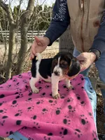 Darla, a female Beagle for sale in Granger, WA – Photo 1 of 4