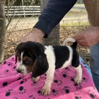 Darla, a female Beagle for sale in Granger, WA – Photo 2 of 4