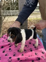 Darla, a female Beagle for sale in Granger, WA – Photo 2 of 4