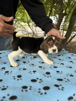 Duke, a male Beagle for sale in Granger, WA – 5 of 5