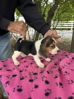 Dolly, a female Beagle for sale in Granger, WA – 4 of 5