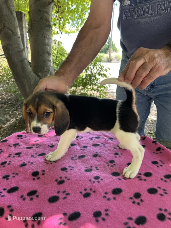 Rosie – Beagle puppy for sale in Granger, WA