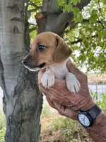 Jazzy, a female Fox Terrier and Beagle for sale in Granger, WA – 5 of 6