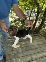 Merle, a female Beagle for sale in Granger, WA – 3 of 5