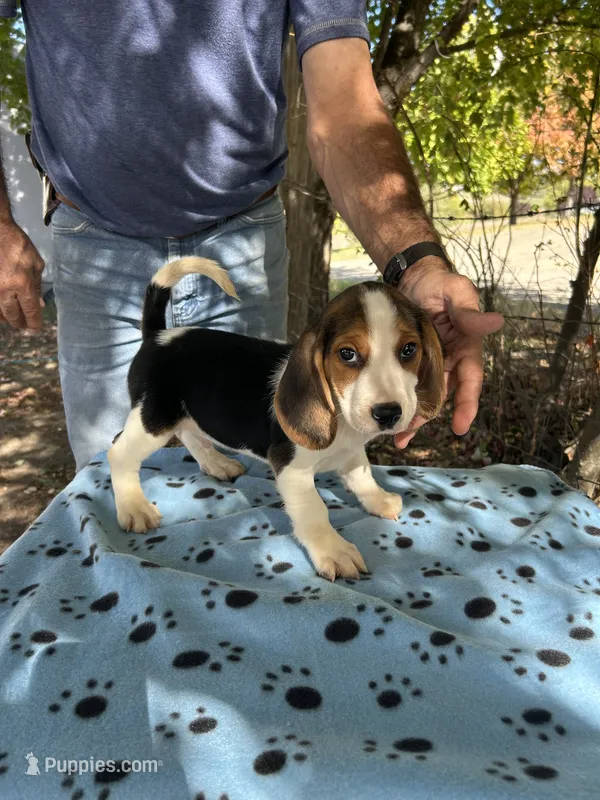Huck – Beagle puppy for sale in Granger, WA