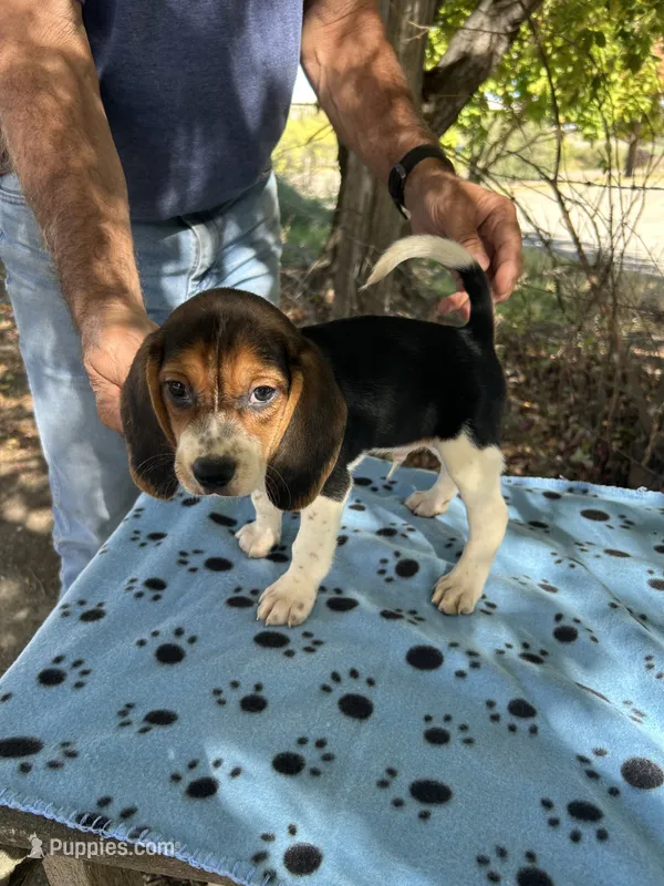 Waylon – Beagle puppy for sale in Granger, WA