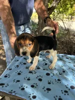 Waylon, a male Beagle for sale in Granger, WA – 1 of 5