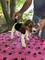 Rosie, a female Beagle for sale in Granger, WA – 3 of 6