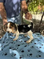 Huck, a male Beagle for sale in Granger, WA – 2 of 7