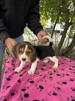 Dolly, a female Beagle for sale in Granger, WA – 2 of 5