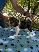 Duke, a male Beagle for sale in Granger, WA – 3 of 4