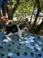 Copper, a male Beagle for sale in Granger, WA – 2 of 5