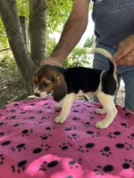Rosie, a female Beagle for sale in Granger, WA – 2 of 6