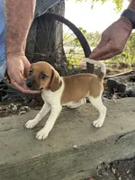 Jazzy, a female Fox Terrier and Beagle for sale in Granger, WA – 2 of 6