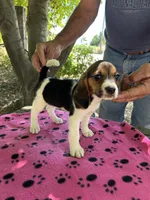 Rosie, a female Beagle for sale in Granger, WA – 5 of 6