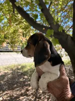 Waylon, a male Beagle for sale in Granger, WA – 5 of 5