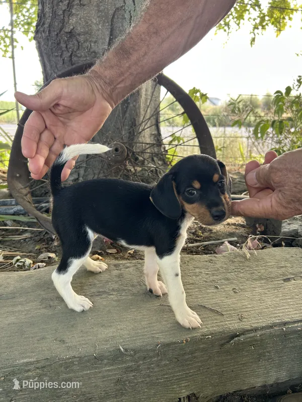 Jewels – Fox Terrier, Beagle puppy for sale in Granger, WA