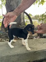 Jewels, a female Fox Terrier and Beagle for sale in Granger, WA – 1 of 5
