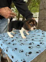 Hank, a male Beagle for sale in Granger, WA – 5 of 5