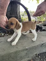 Jazzy, a female Fox Terrier and Beagle for sale in Granger, WA – 4 of 6