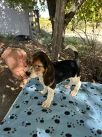 Waylon, a male Beagle for sale in Granger, WA – 2 of 5