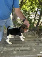 Darla, a female Beagle for sale in Granger, WA – 5 of 5