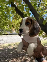 Huck, a male Beagle for sale in Granger, WA – 7 of 7