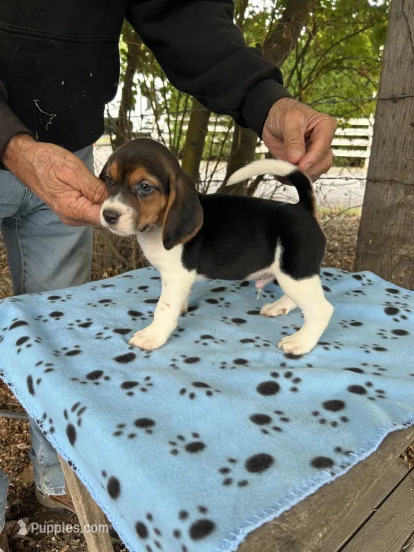 Hank – Beagle puppy for sale in Granger, WA