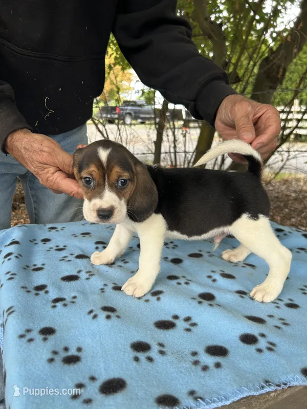 Duke – Beagle puppy for sale in Granger, WA