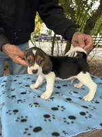 Duke, a male Beagle for sale in Granger, WA – 1 of 5