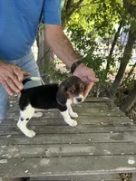 Darla, a female Beagle for sale in Granger, WA – 2 of 5