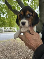 Hank, a male Beagle for sale in Granger, WA – 3 of 5