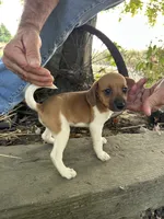 Jazzy, a female Fox Terrier and Beagle for sale in Granger, WA – 6 of 6
