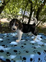 Duke, a male Beagle for sale in Granger, WA – 1 of 4