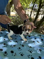 Dan, a male Beagle for sale in Granger, WA – 2 of 4