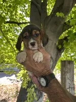 Merle, a female Beagle for sale in Granger, WA – 5 of 5