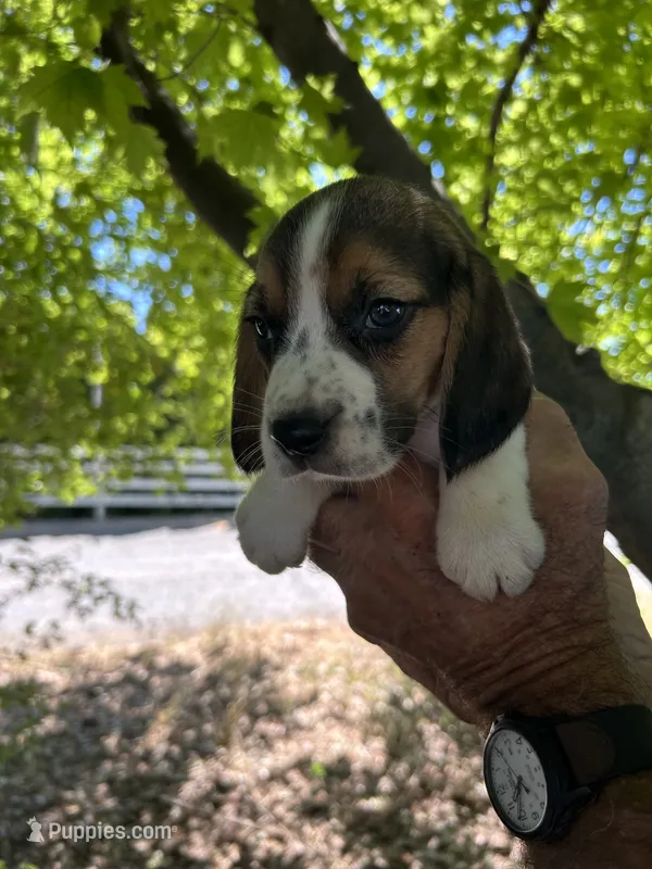Dan – Beagle puppy for sale in Granger, WA