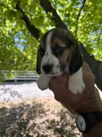 Dan, a male Beagle for sale in Granger, WA – 4 of 4