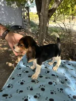 Waylon, a male Beagle for sale in Granger, WA – 4 of 5
