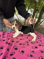 Dolly, a female Beagle for sale in Granger, WA – 5 of 5